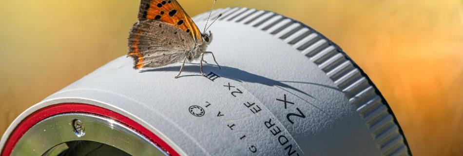 a-brown-and-orange-butterfly-on-a-digital-extender-in-close-up-shot