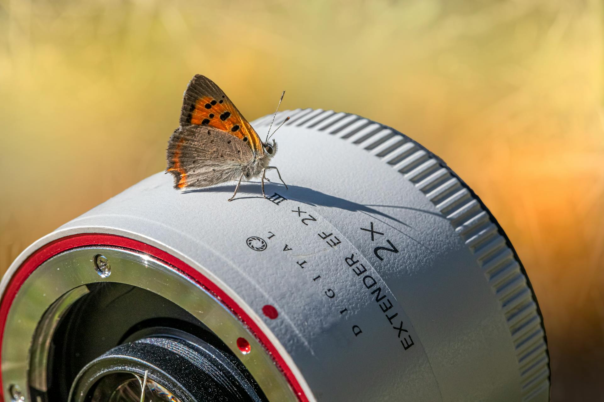 a-brown-and-orange-butterfly-on-a-digital-extender-in-close-up-shot