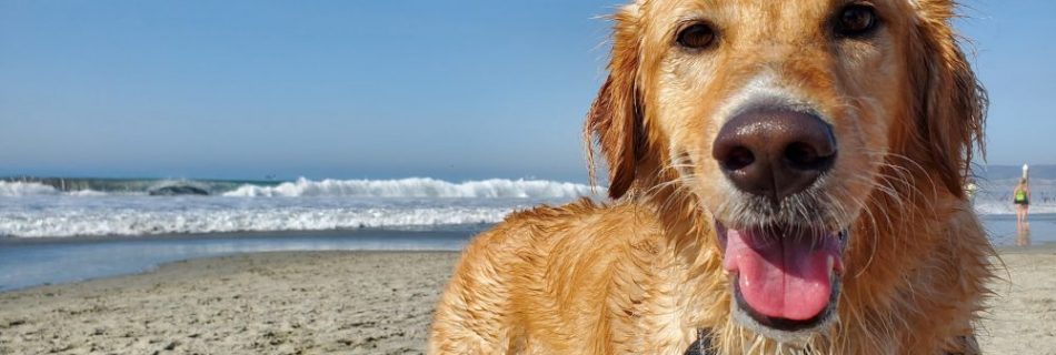 dog on the beach