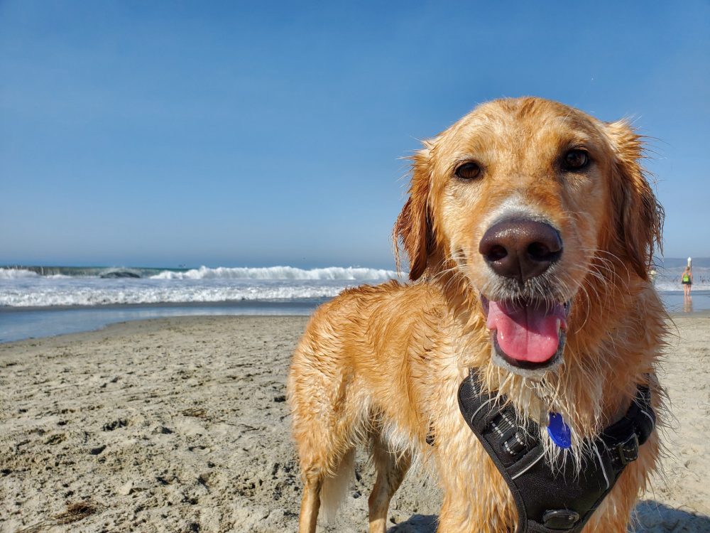 dog on the beach