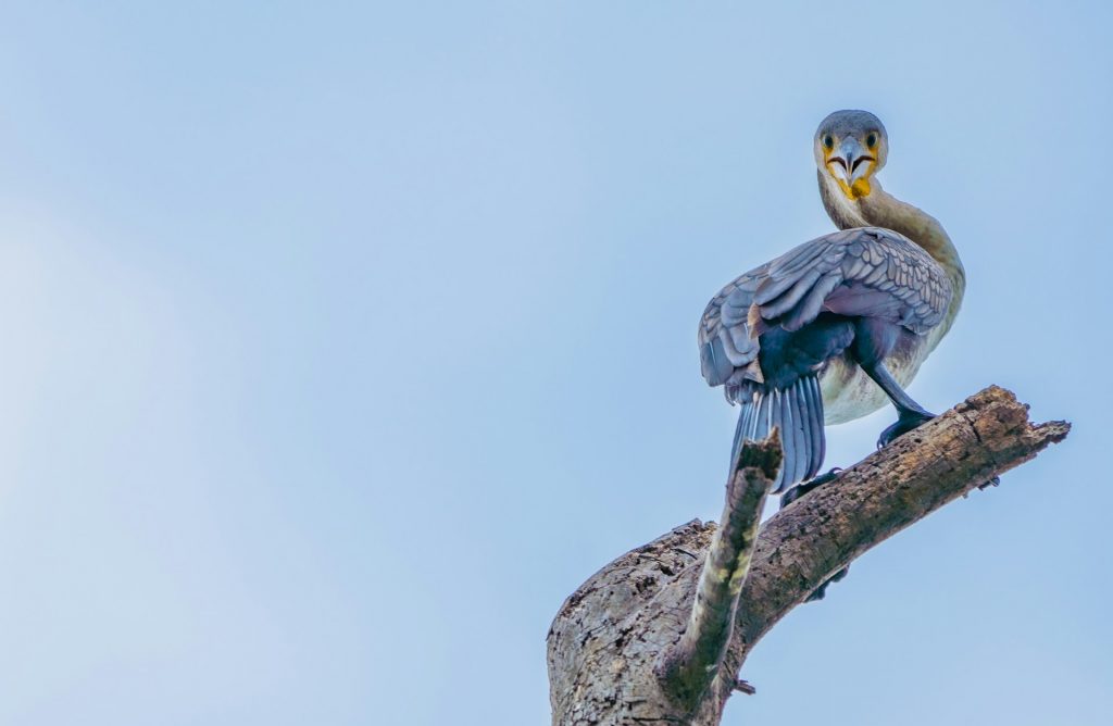 blue-bird-on-tree-branch