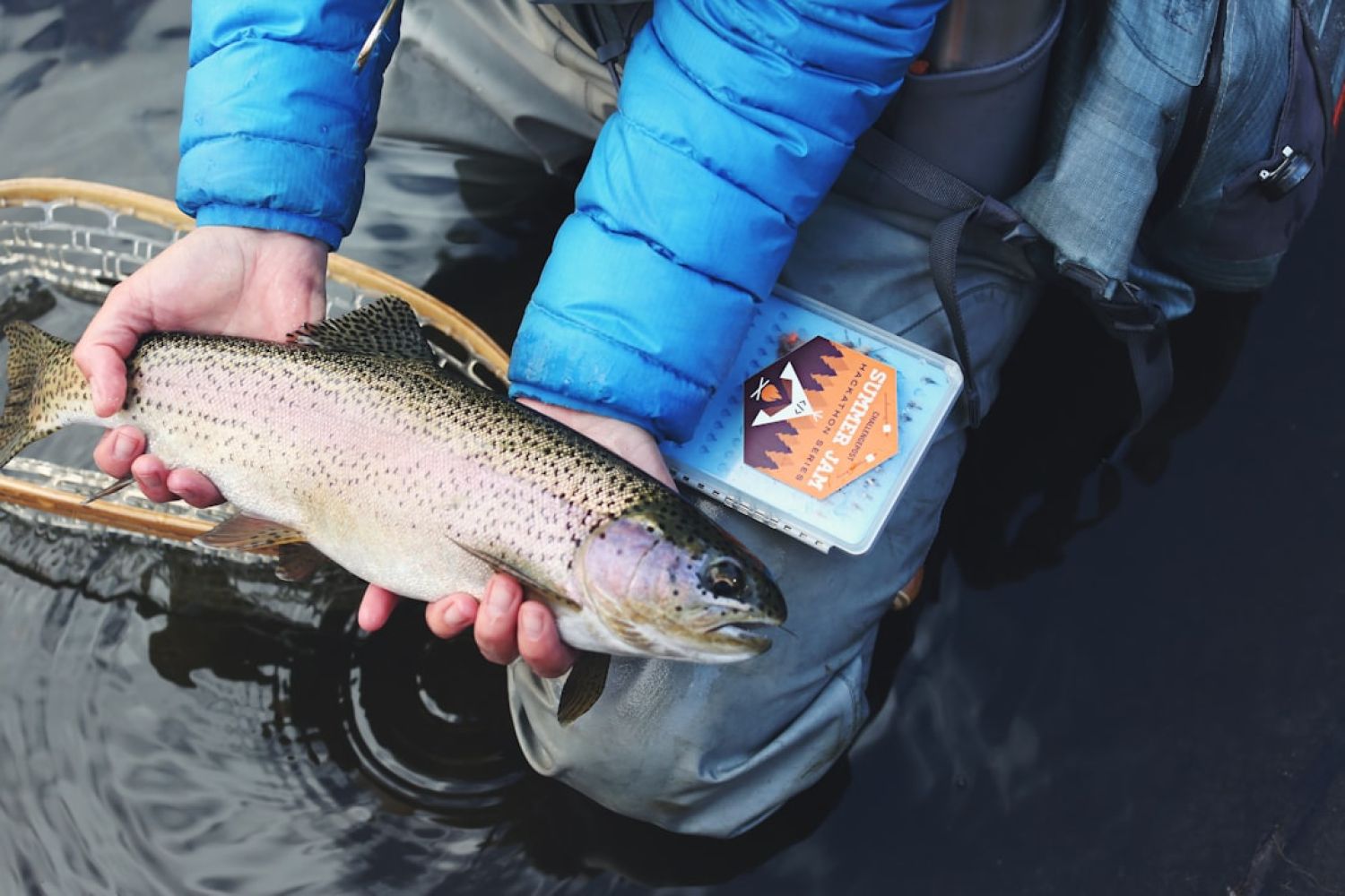 Fishing Fish - person holding gray and beige fish