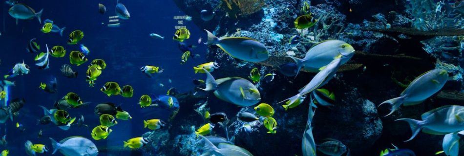 Marine Ecosystems - School of Fish in Water