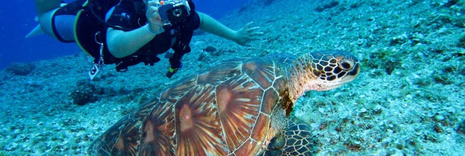 Scuba Diving - Person Takes Photo Of Tortoise