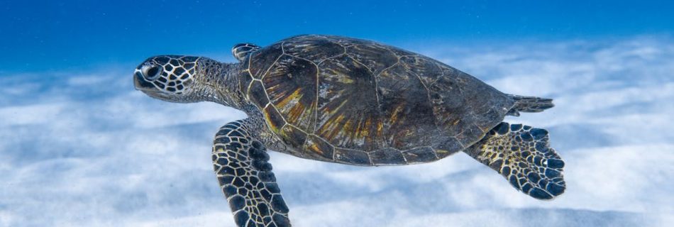 Dive Sites - Big aquatic turtle swimming in blue sea