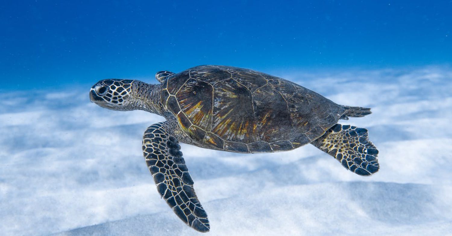 Dive Sites - Big aquatic turtle swimming in blue sea