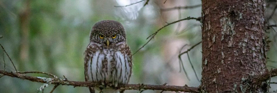 Wildlife Watching - Brown Owl Perched on Brown Tree Branch