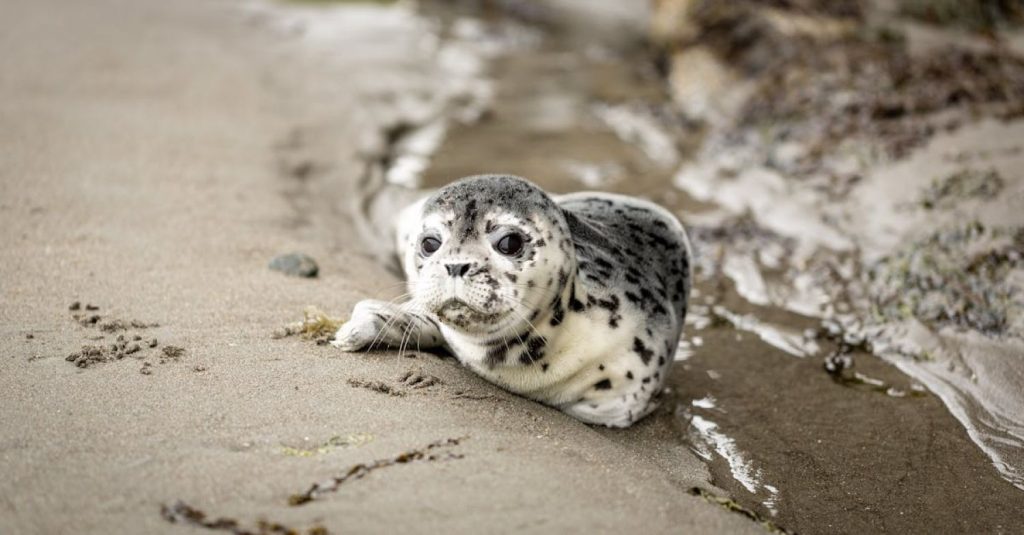 Seals - White and Black Seal on Shoreline