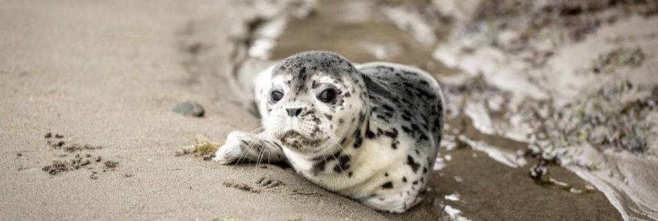 Seals - White and Black Seal on Shoreline