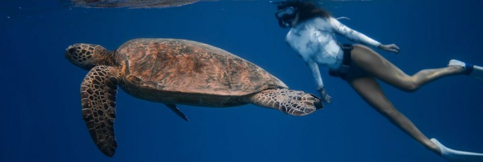 Wildlife Equipment - Full body of unrecognizable female diver in swimsuit swimming in oxygen mask near large turtle with bubbles on water surface