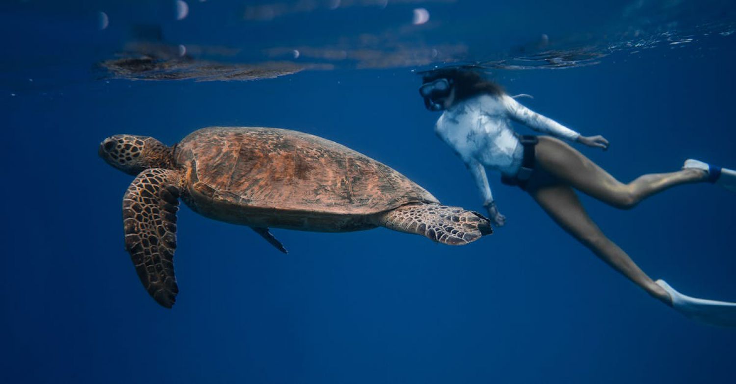 Wildlife Equipment - Full body of unrecognizable female diver in swimsuit swimming in oxygen mask near large turtle with bubbles on water surface