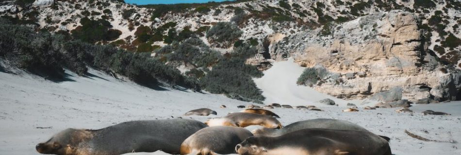 Protected Areas - Resting Sea Lions on Kangaroo Island