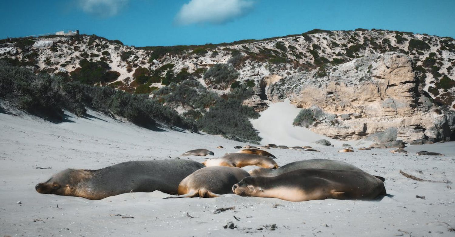 Protected Areas - Resting Sea Lions on Kangaroo Island