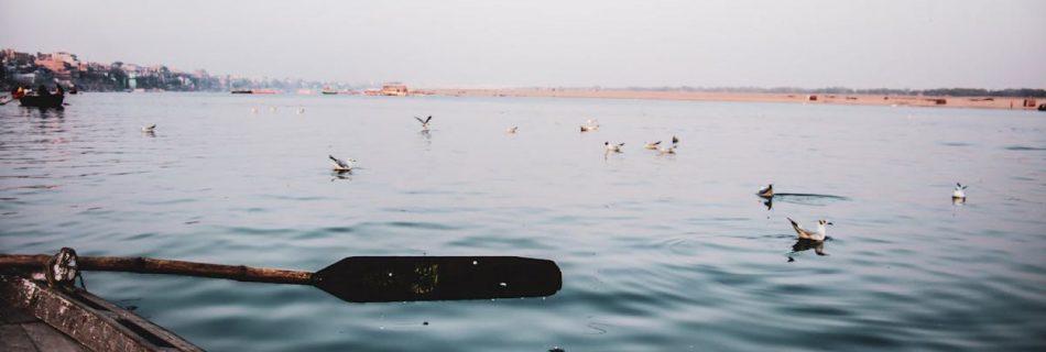 Coastal Wildlife - View through shabby wooden vessel with paddle on rippling water of sea with flying seagulls near coastal area against cloudless sky