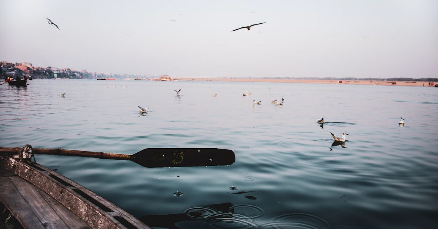 Coastal Wildlife - View through shabby wooden vessel with paddle on rippling water of sea with flying seagulls near coastal area against cloudless sky