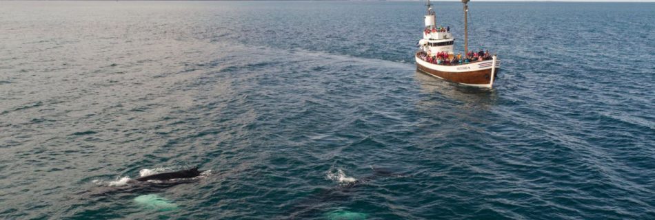 Boat Tour Wildlife - Tourist boat and whale in sea not far from shore