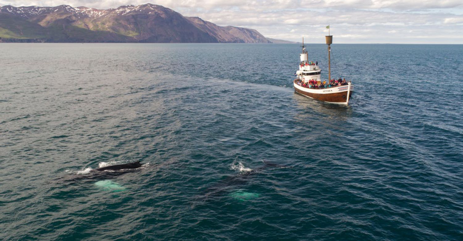 Boat Tour Wildlife - Tourist boat and whale in sea not far from shore