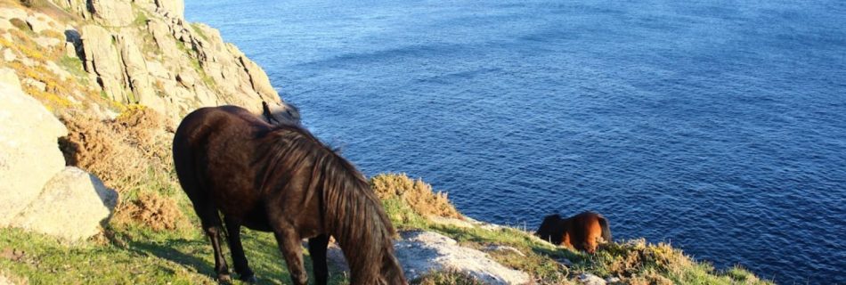 Coastal Walks Cornwall - horses grazing on a hill