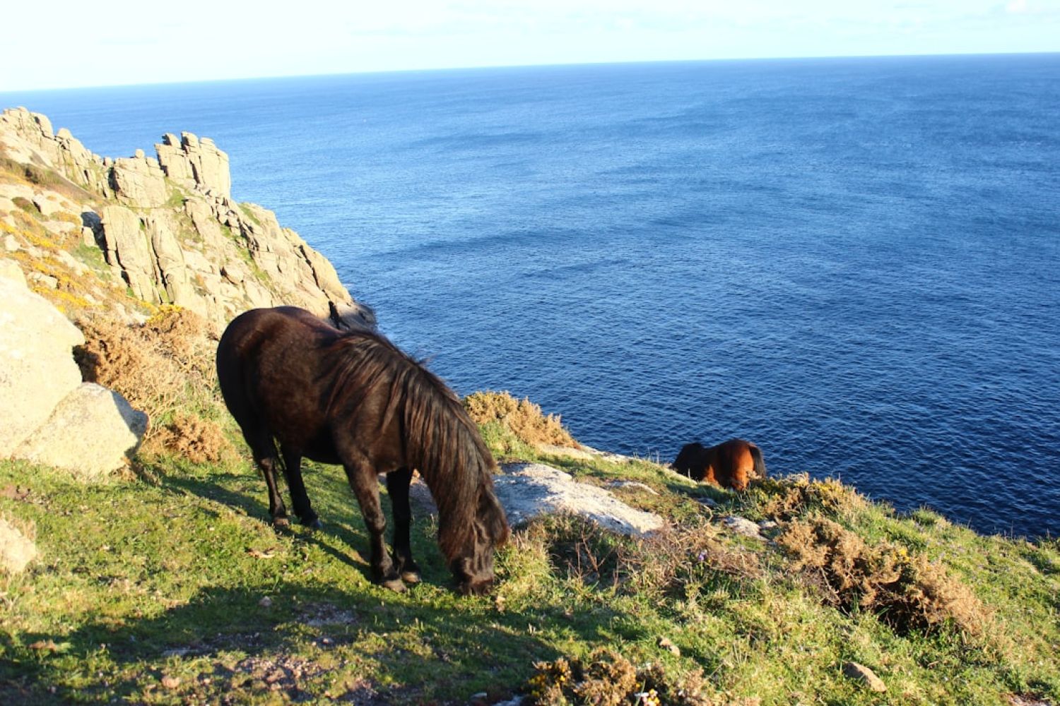 Coastal Walks Cornwall - horses grazing on a hill